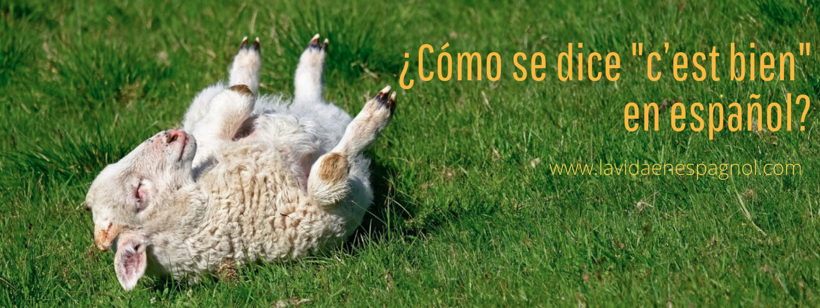 cómo se dice c'est bien en español
