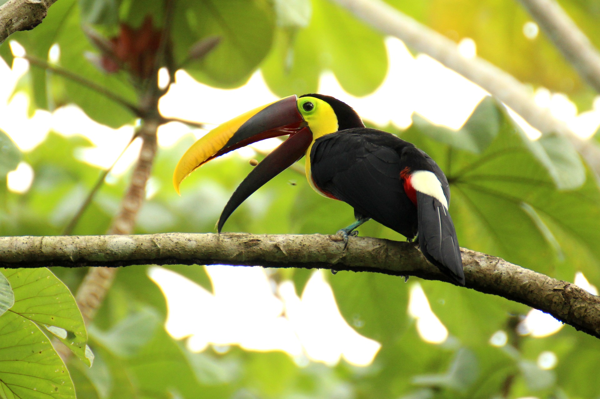 tucán Costa Rica 10 sugerencias ecológicas